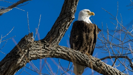 Eagle - animal, tree, eagle, bird