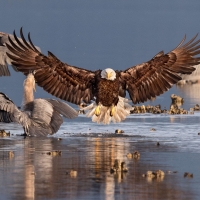 Bald Eagle and Great Blue Heron on the Beach