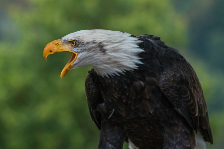 Bald Eagle - bird, Bald, eagle, photo