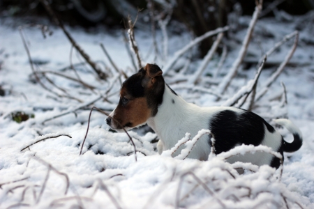 Beagle - puppy, animal, beagle, woof