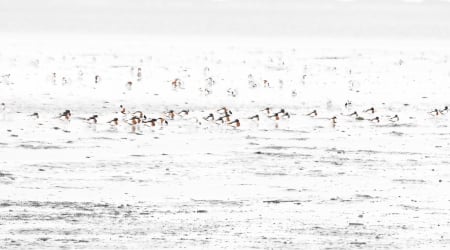 Bird - Bird, animal, wataer, sky