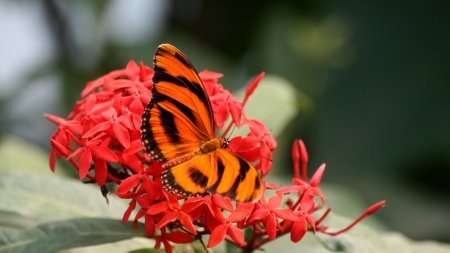 Butterfly - Butterfly, insect, animal, flower