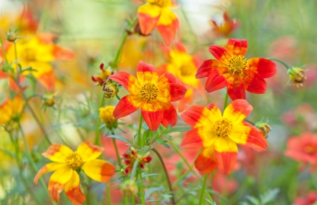 Flower - leaf, flower, tree, nature