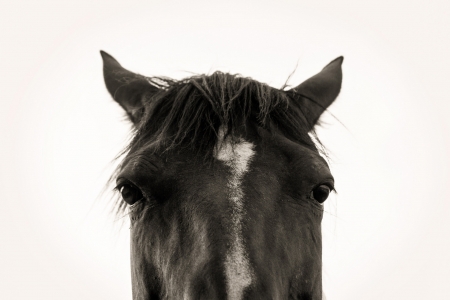 Horse - black, HOrse, animal, hair