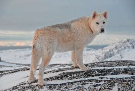 Dog - snow, Dog, puppy, animal