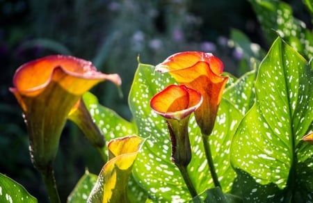 Calla Lily - flower, calla, plants, lily