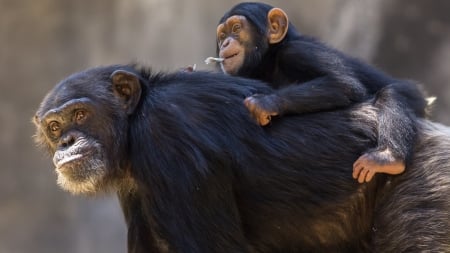 Chimpanzee - animal, chimpanzee, monkey, baby