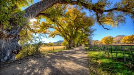 Dirt Road at Sunrise - sunrise, Dirt, sand, tree