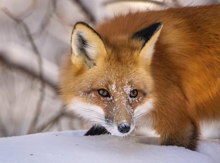 Fox - fur, animal, Fox, snow, tail