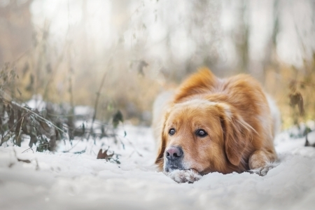 Golden Retriever - dog, animal, Golden, Retriever