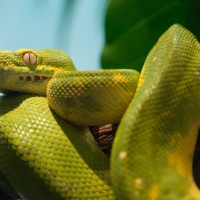 Green-Python