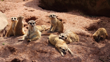 Meerkat - animal, tail, Meerkat, rest