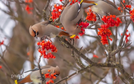 Lovely Waxwings