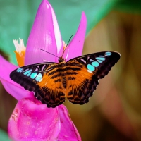 Butterfly on Pink Flower