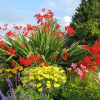 Colorful Flowers