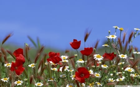 Beautiful Wildflowers - white, red, flowers, wildflowers, nature, colorful