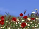 Beautiful Wildflowers