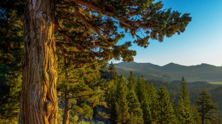 Trees - plants, Tree, mountain, wood