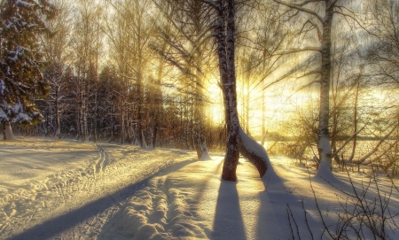 Sun Rays in the Winter Forest - Forest, Winter, Tree, Nature