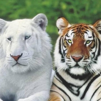 Lovely tigers