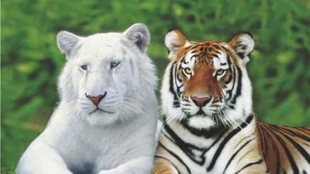 Lovely tigers - wild, animal, couple, tiger