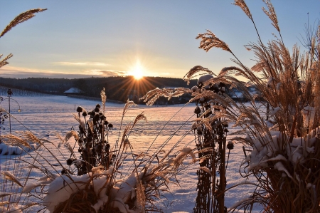 Winter Sun - Winter, Snow, Sun, Nature