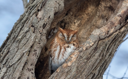 Owl - tree, animal, owl, sleeping