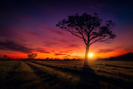 Sunset - nature, sky, tree, sunset