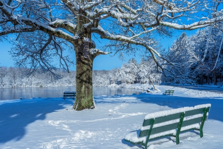 Enjoy the winter view - trees, winter, pond, beautiful, snow, landscape, enjoy, rest, view, frost, bench, lake