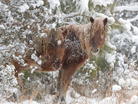 Winter Horse - horse, animal, winter, snow