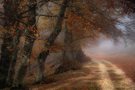 Fog Path - fog, nature, forest, mist