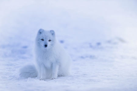 Snow Fox - animal, white, fox, snow