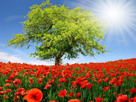 Poppy field - nature, tree, field, flower, poppy