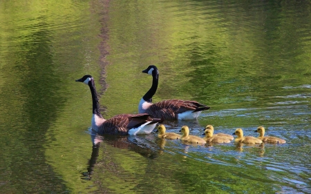 water fowl - fun, animals, cool, birds