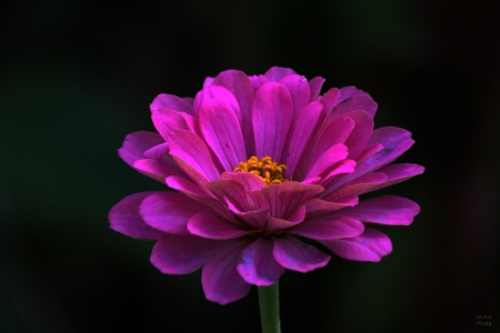 Flowers in Tonga 2937