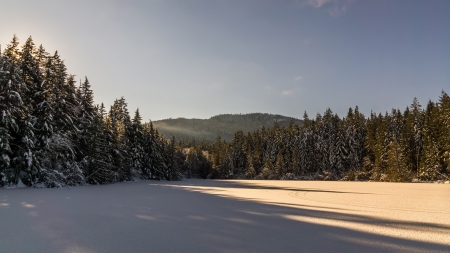 Snowy Forest - snow, fores, landscape, nature