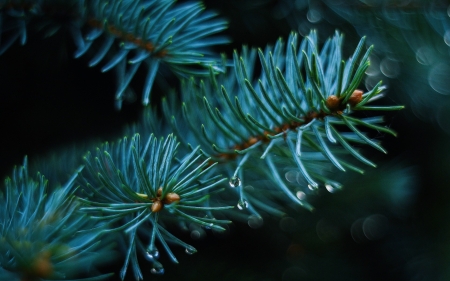 Pine - nature, green, pine, drops