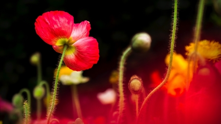 Poppy - flowers, poppy, nature, red