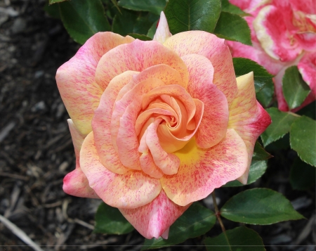 Sweet Rose - bloom, nature, macro, rose, flower, petals