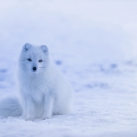 Arctic fox