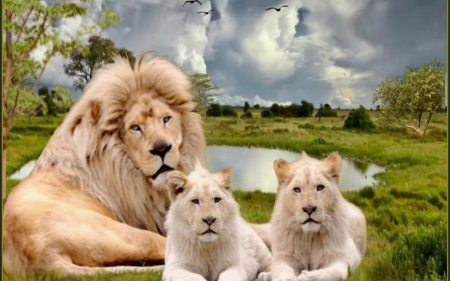 Lion family - cubs, cub, animal, wild, father, lion