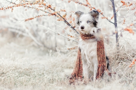 Dog - white, caine, snow, winter, animal, scarf