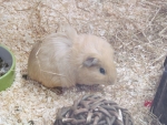 Pale Guinea Pig