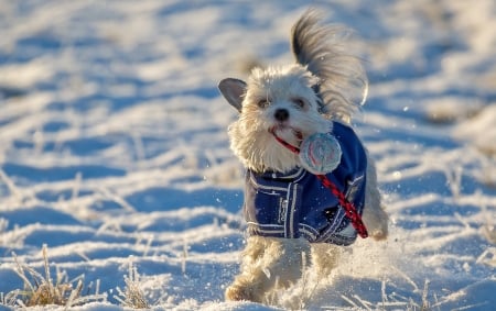 Winter fun - run, animal, winter, cute, caine, puppy, play, blue, white, snow