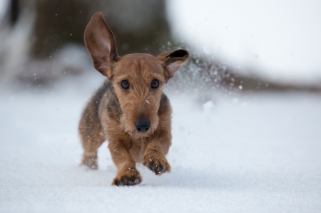 Running in the snow - animal, winter, caine, cute, puppy, snow, dog