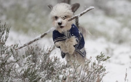 Winter fun - white, run, winter, caine, puppy, play, snow, dog