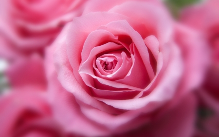 Rose - trandafir, skin, texture, rose, flower