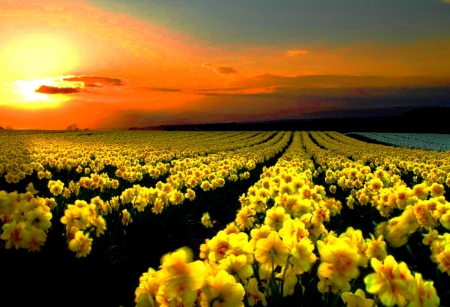 Field of flowers - nature, field, sunset, flower