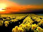 Field of flowers