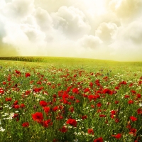 Flowers in field